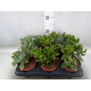 Crassula   ...mix