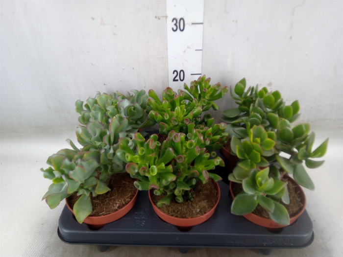 <h4>Crassula   ...mix</h4>