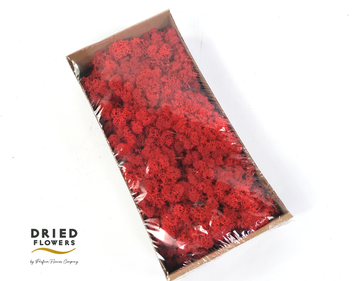 Dried Reindeer Moss Red