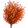 Euc. Cinerea Preserved Orange