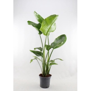 STRELITZIA NICOLAI