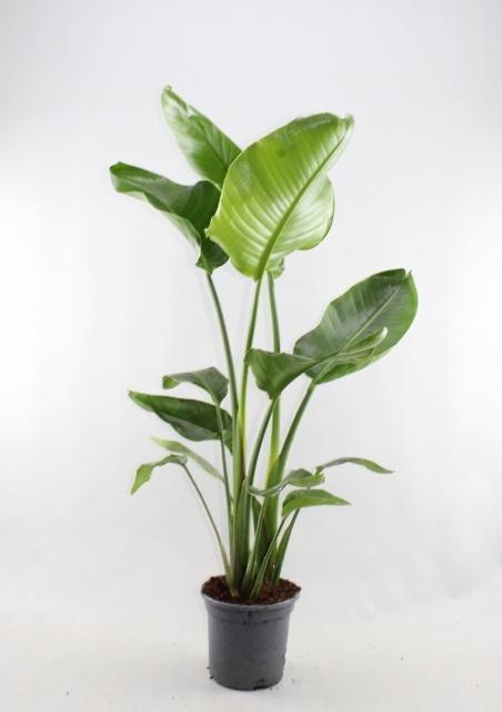 <h4>STRELITZIA NICOLAI</h4>