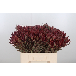 Leucadendron Jester