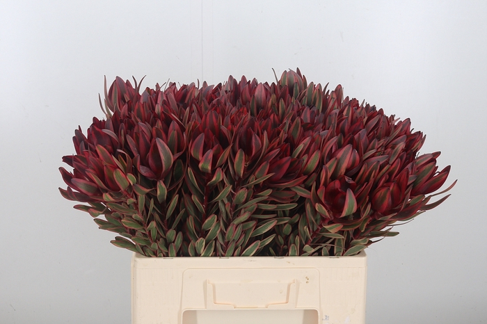 Leucadendron Jester