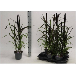 PENNISETUM PURPLE BARON P17