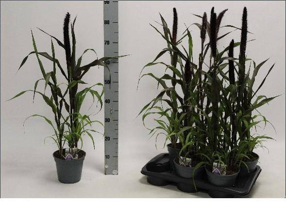 <h4>PENNISETUM PURPLE BARON P17</h4>