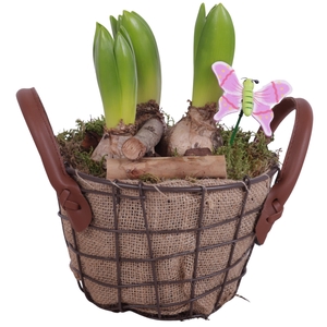 Bulbs Arr. Hyacint Metal Wire Basket Jute Ø17cm