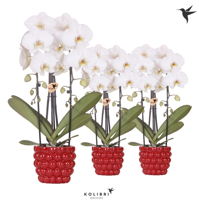 <h4>Kolibri Orchids Phalaenopsis Cascade Niagara Fall white 2 spike in Berry pot</h4>