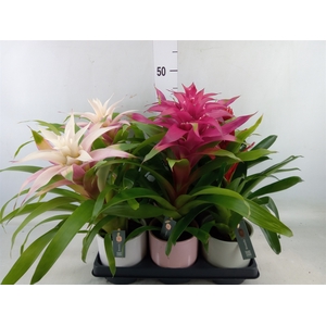 Bromelia   ...mix