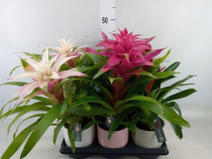 <h4>Bromelia   ...mix</h4>