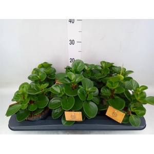 Peperomia obt. 'Green Gold'