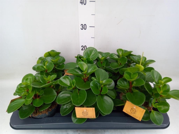 <h4>Peperomia obt. 'Green Gold'</h4>
