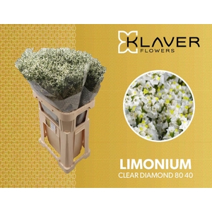 Limonium Clear Diamond Klaver