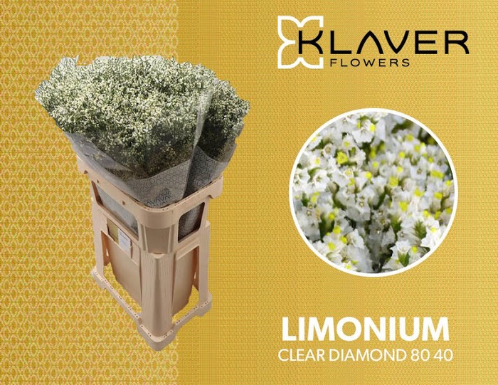 <h4>Limonium Clear Diamond Klaver</h4>