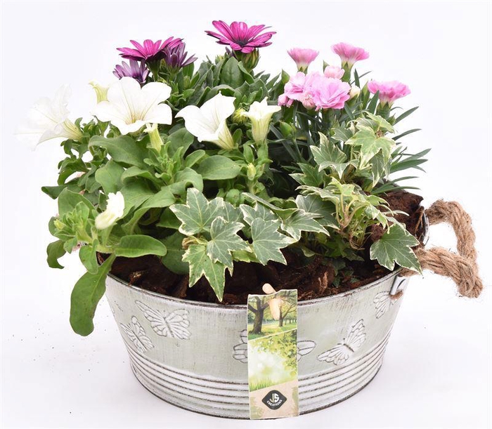 <h4>Zink schaal vlinderopdr. 27cm</h4>