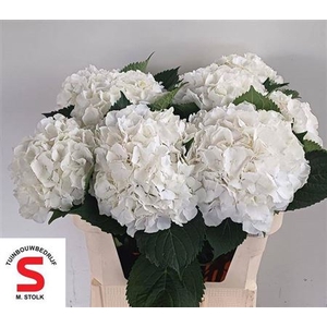 Hydr M Ch Whi Verena 70 Cm