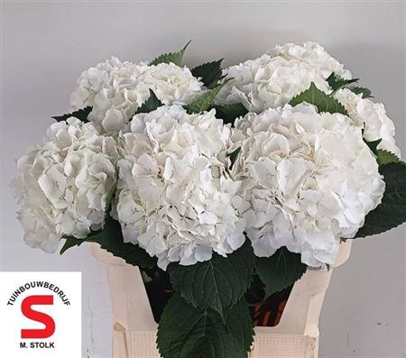 <h4>Hydr M Ch Whi Verena 70 Cm</h4>