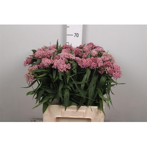 Ascl Inc Rosa