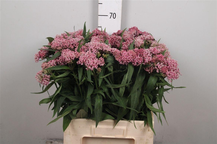 <h4>Ascl Inc Rosa</h4>