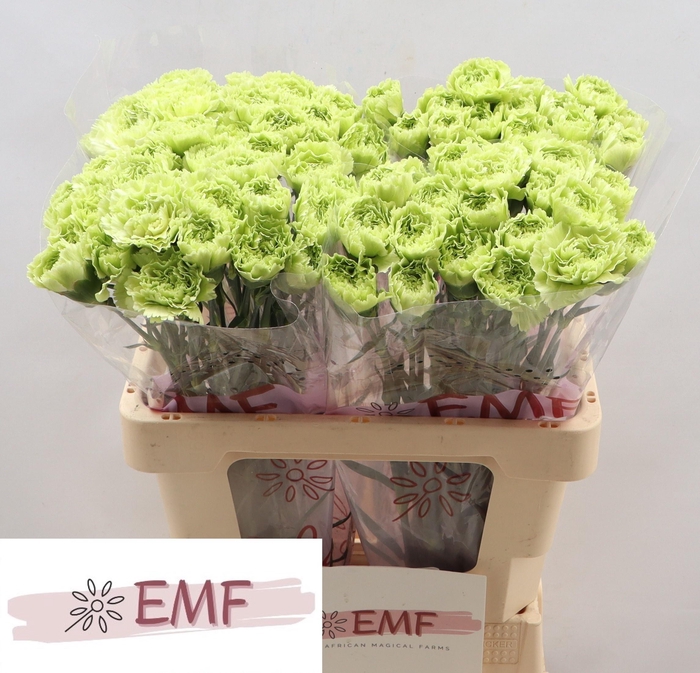 <h4>DI ST NEW YORK</h4>