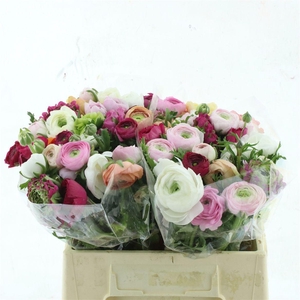 Ran Cloni Pon Mix In Bucket