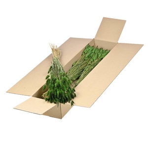 Lagurus Ovatus Sb Moss Green