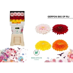 Gerbera Pomponi Mix Pomponi Diamond