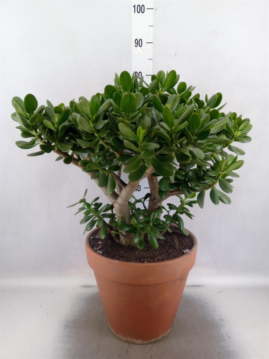 Crassula ovata