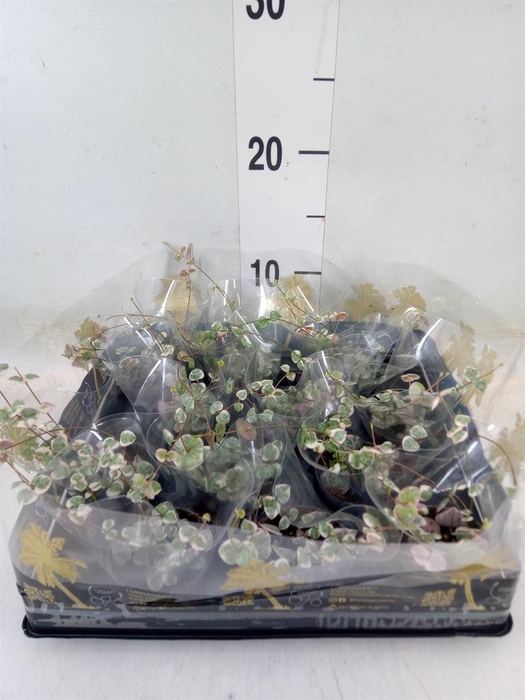 <h4>Ceropegia woodii ssp. woodii</h4>