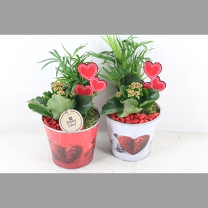 arr2 PL - Zink pot hart mix x6 - rood