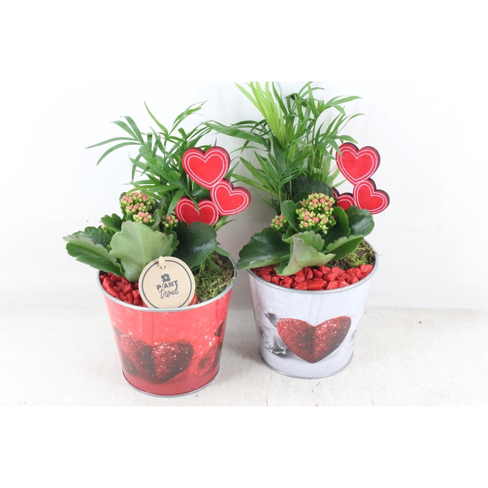 <h4>Arr2 Pl - Zink Pot Hart Mix X6 - Rood</h4>
