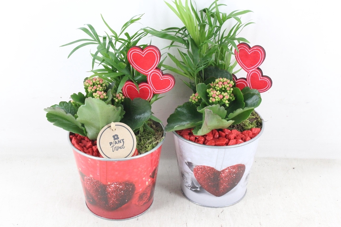 <h4>arr2 PL - Zink pot hart mix x6 - rood</h4>