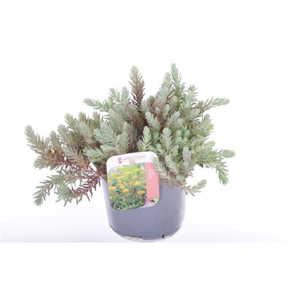 <h4>Sedum reflexum</h4>