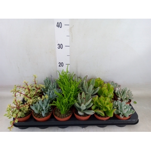 Succulents   ...mix 6