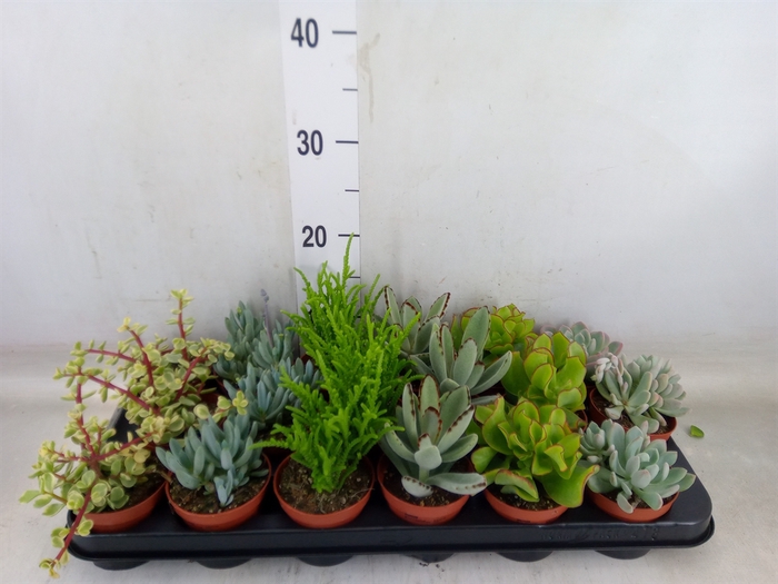 <h4>Succulents   ...mix 6</h4>