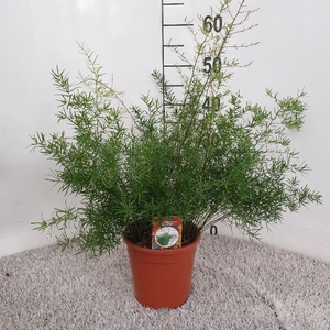 Asparagus dens. 'Sprengeri'