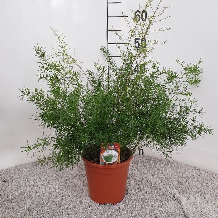 <h4>Asparagus dens. 'Sprengeri'</h4>