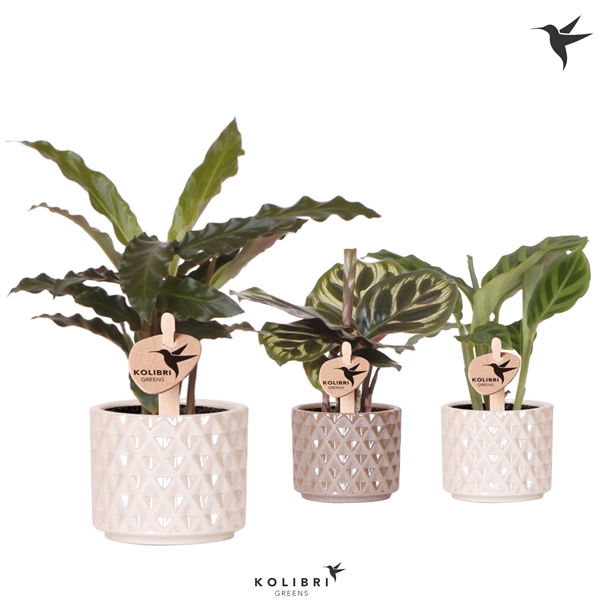 <h4>Kolibri Greens Calathea mix in Diamond Pearl pot mix</h4>