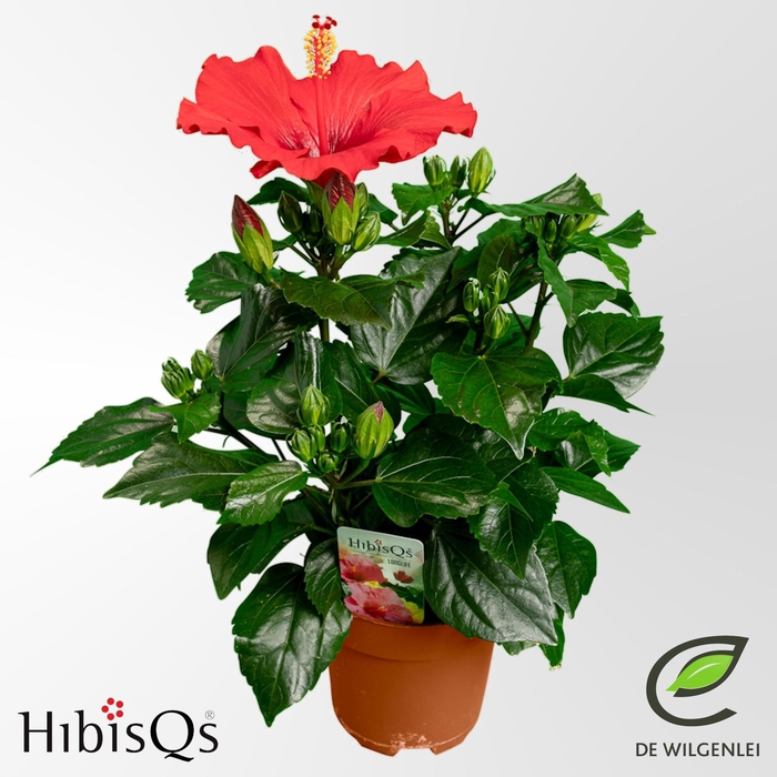 Hibiscus