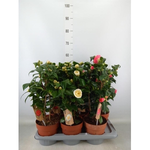 Camellia   ...mix 3