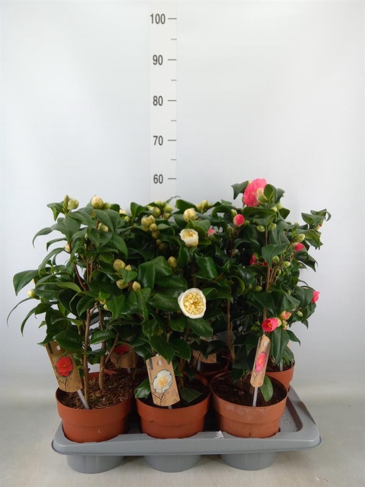 <h4>Camellia   ...mix 3</h4>