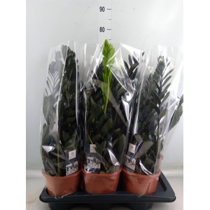 Zamioculcas zamiifolia 'Dowon'
