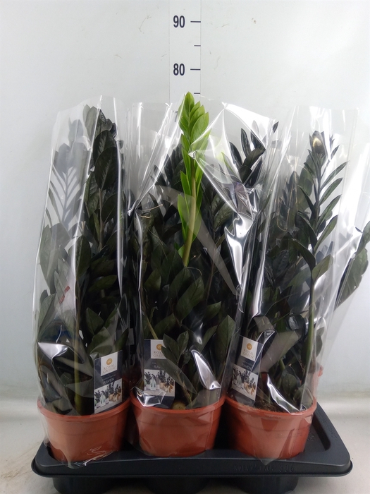 <h4>Zamioculcas zamiifolia 'Dowon'</h4>