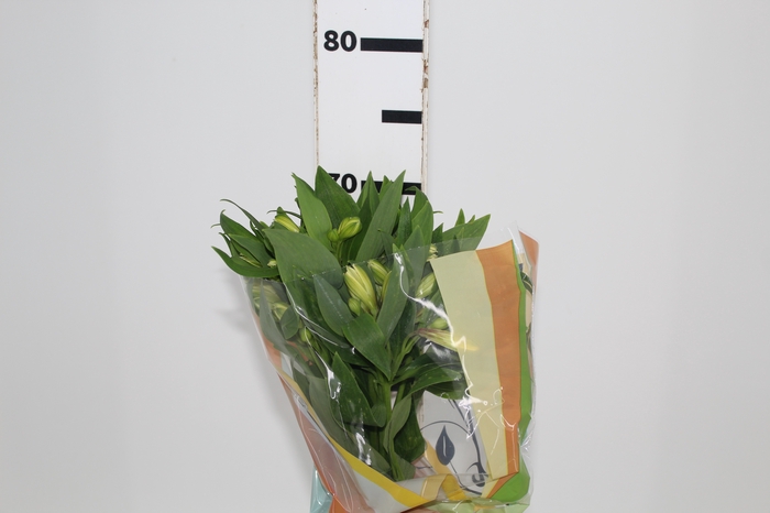 <h4>ALSTROEMERIA MELLOW YELLOW 070 CM</h4>