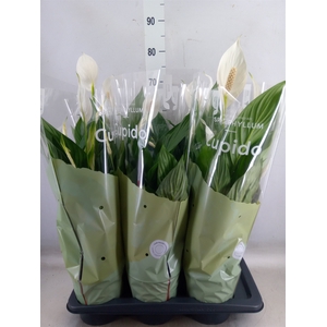 Spathiphyllum  'Bingo Cupido'