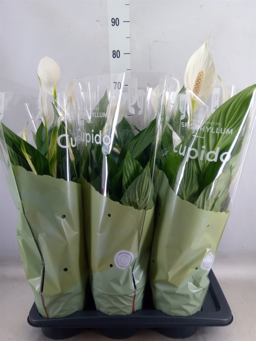 <h4>Spathiphyllum  'Bingo Cupido'</h4>