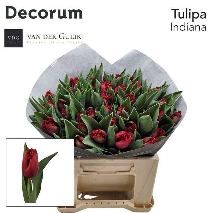 <h4>TU FR INDIANA 1x50</h4>