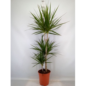 Dracaena marg.