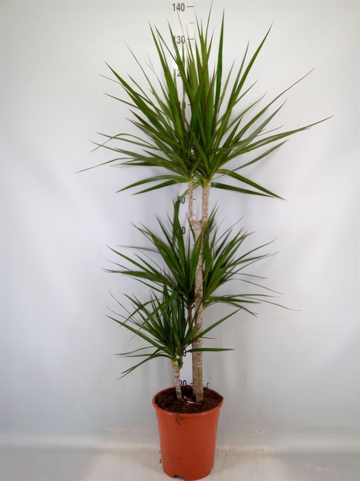 <h4>Dracaena marg.</h4>