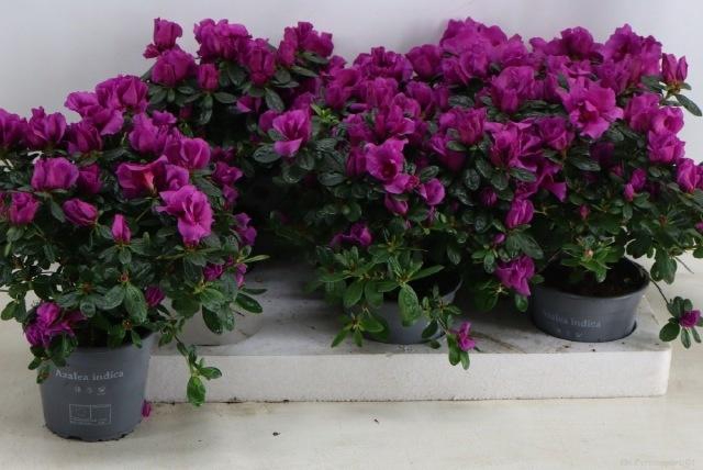 <h4>RHODO SI OSTALETT</h4>